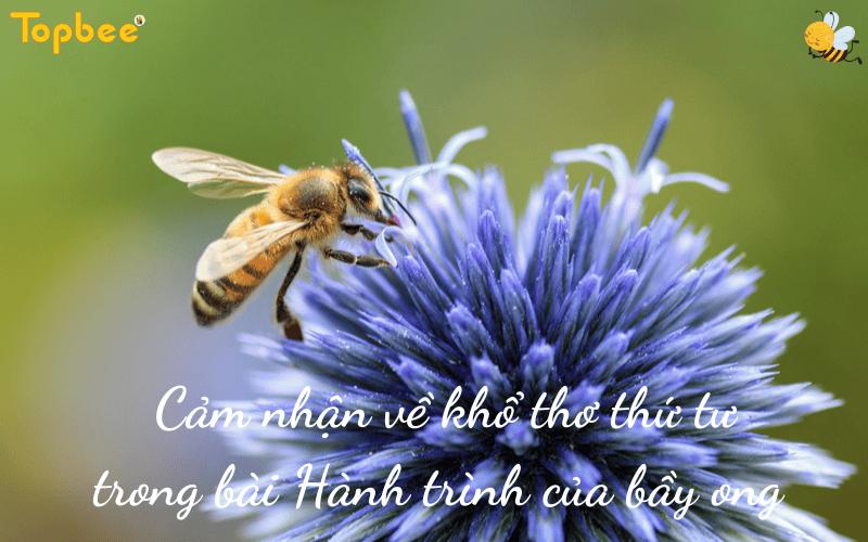 Cảm nhận về khổ thơ thứ tư trong bài Hành trình của bầy ong